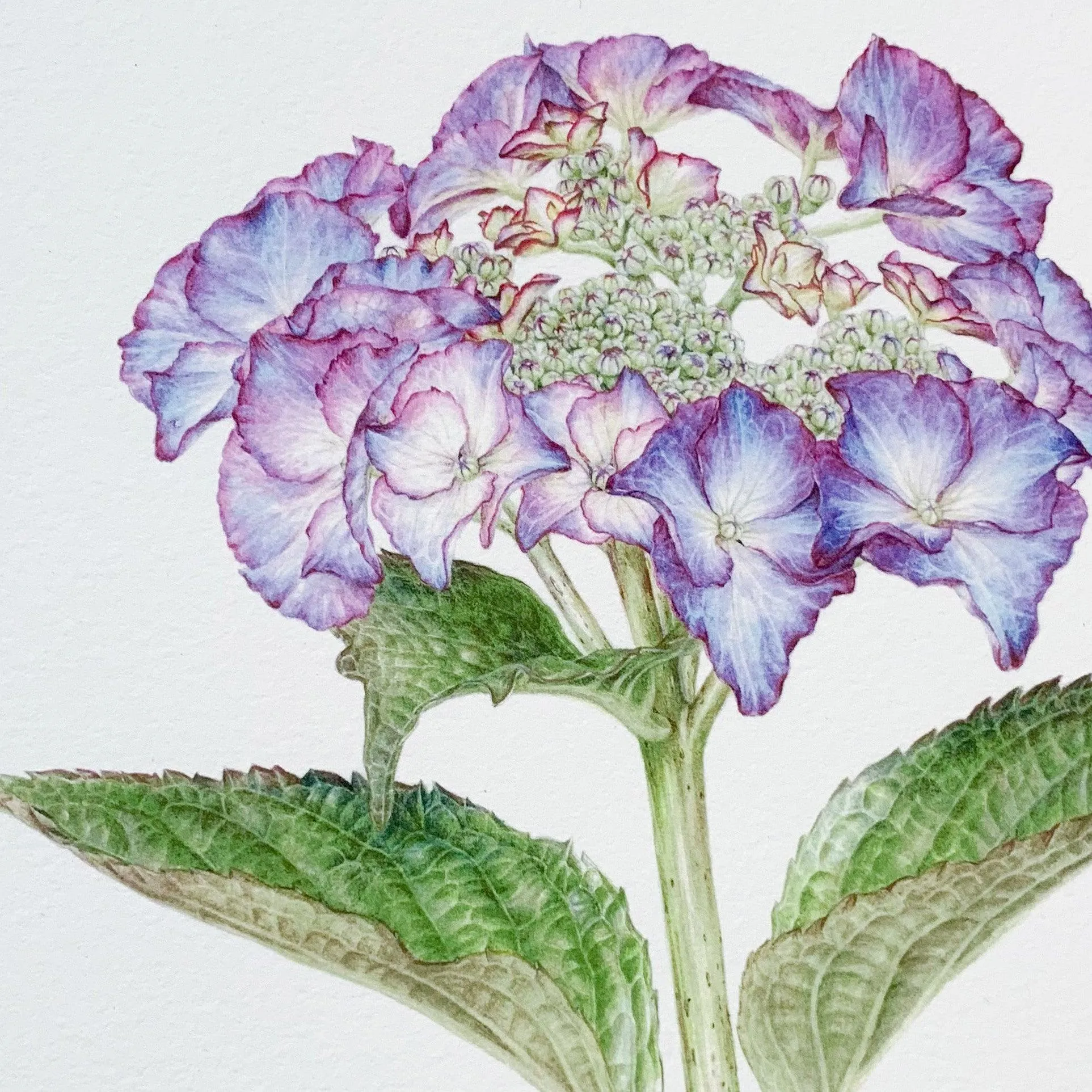 Limited Edition Print "Hydrangea"