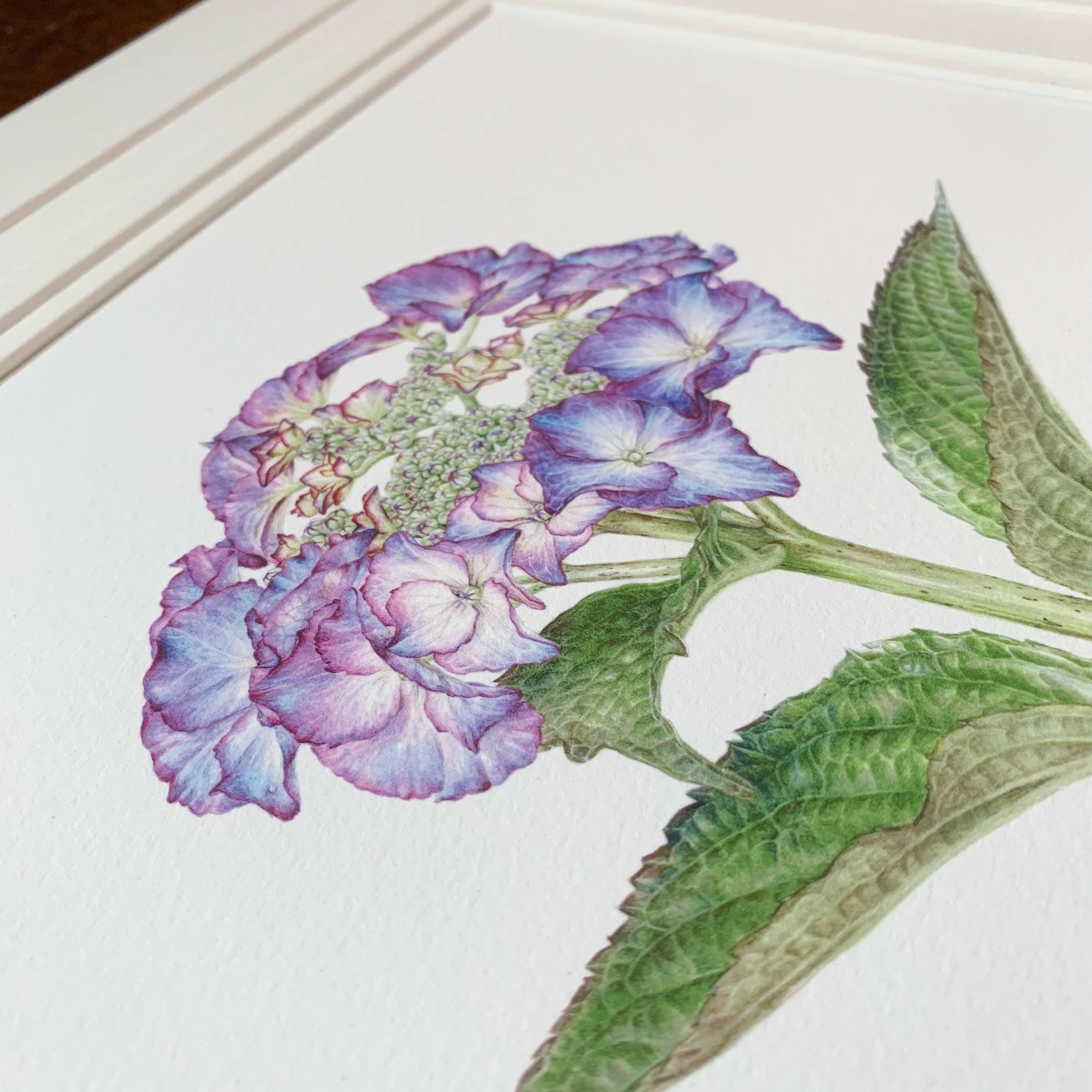 Limited Edition Print "Hydrangea"