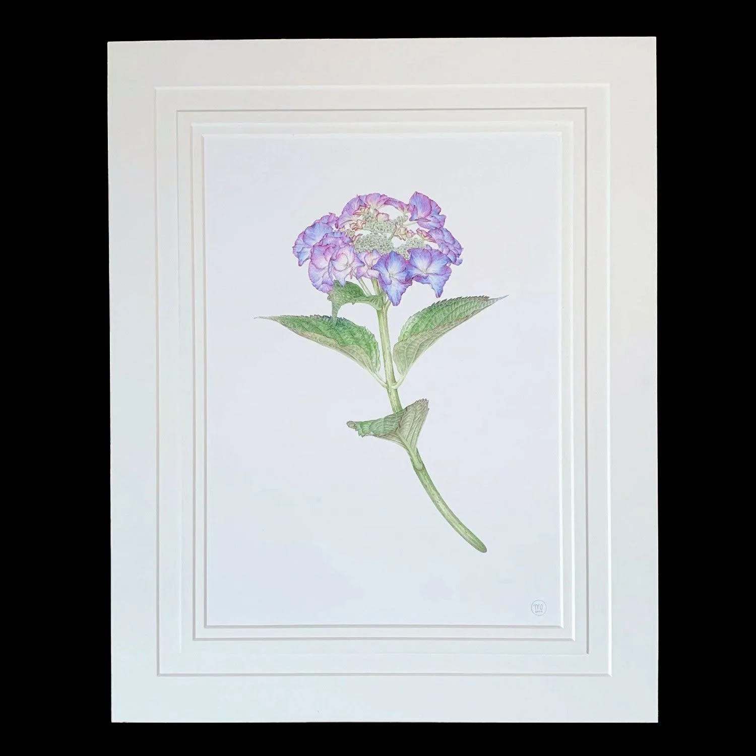 Limited Edition Print "Hydrangea"